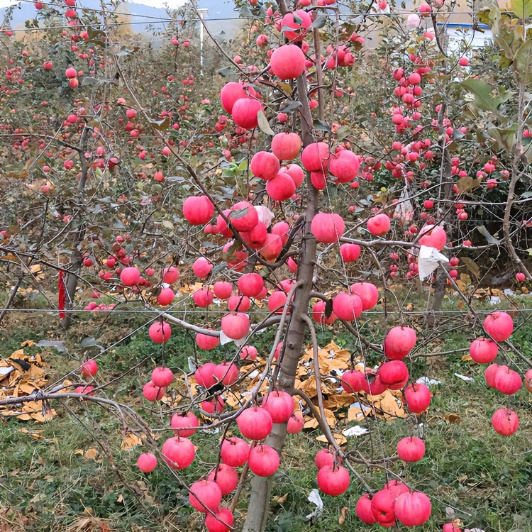 苹果树苗嫁接南北方种植盆栽地栽红富士冰糖心苹果苗矮化当年结果