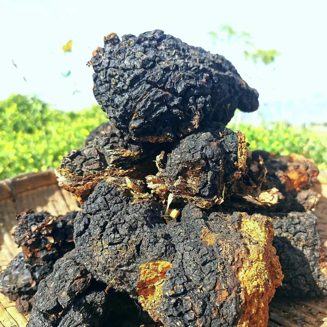 西藏 高海拔 桦 树茸  500g/袋 1000g/2袋 可煮水/泡酒