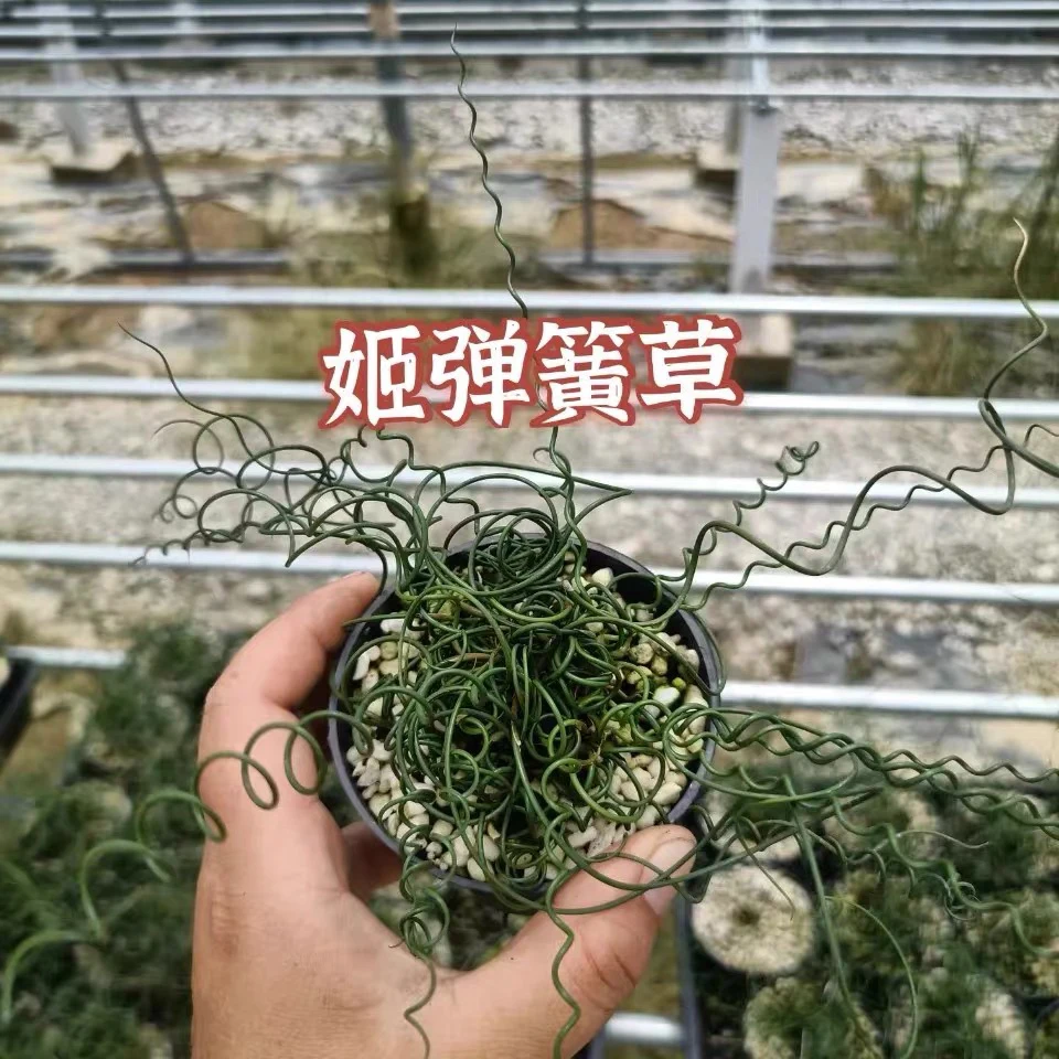 特色绿植诗意盆栽山野草姬弹簧草阳光水培趣味桌面书房常绿