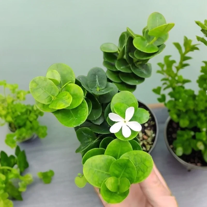 美国樱桃铁茉莉花香耐寒耐热盆景苗