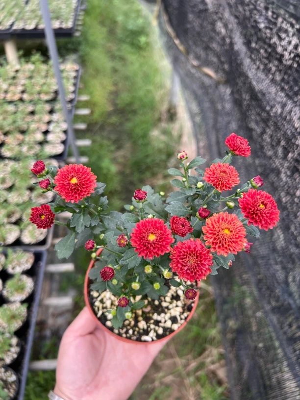 进口日本木本多年生盆景菊姬雅菊庭院盆景黄虎红极辻之柳红八重花
