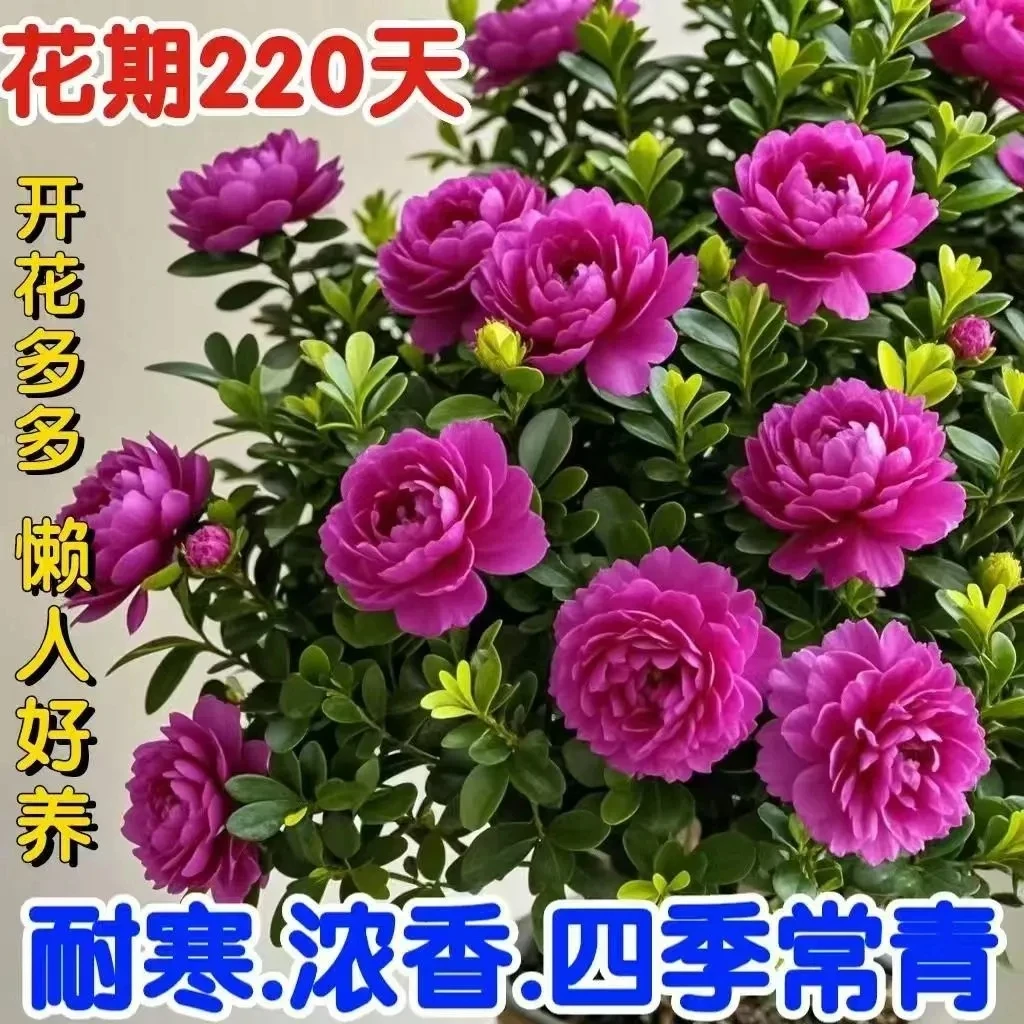 爆款耐寒浓香懒人好养重瓣大花四季开花盆栽地栽室内外花卉新款