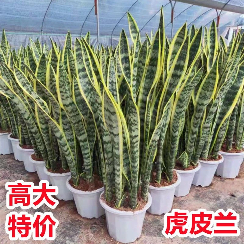金边虎皮兰室内绿植盆栽虎尾兰办公室原盆原土包邮绿色植物栽培