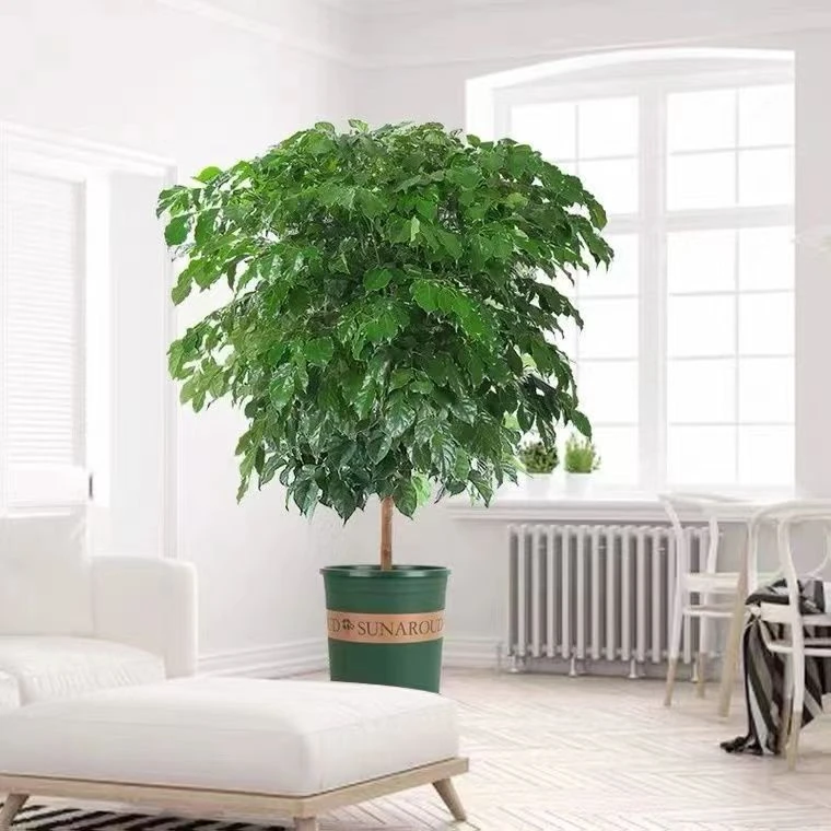 幸福树老桩独杆绿宝单杆吸甲醛大型盆栽室内客厅空气盆景绿植盆栽