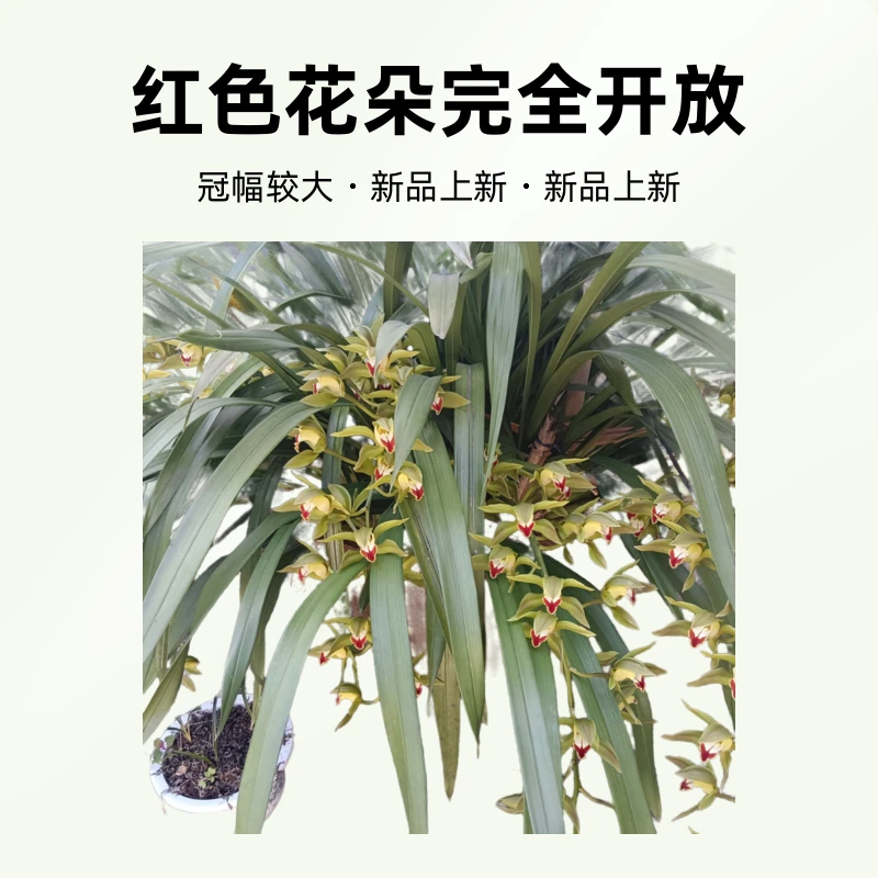 云南虎头兰红嘴鸥兰花精品