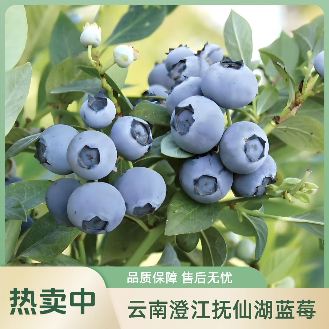 【750g 抚仙湖L25花香蓝莓】脆甜爽口 果香四溢