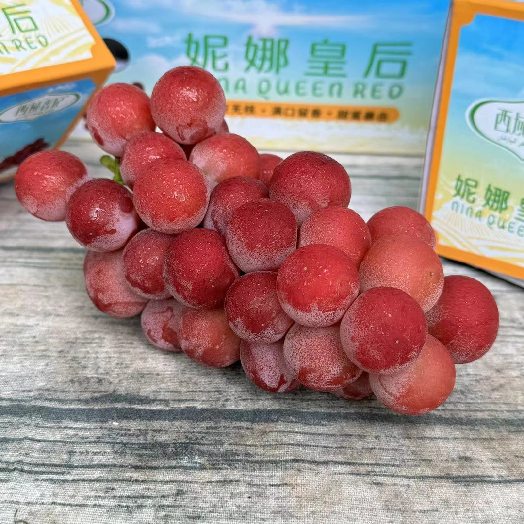 【乐鲜果园】西域香妃云南妮娜皇后葡萄一串装500g礼盒 顺丰快递