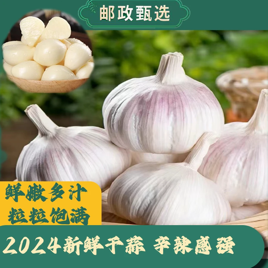 【24年金乡蒜种】5斤邮政补贴新干蒜紫白皮蒜可吃可种1斤3斤大蒜