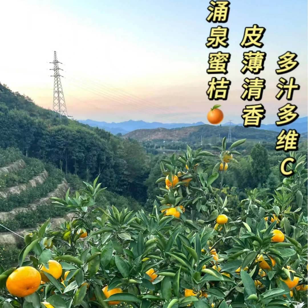 临海涌泉蜜桔无籽时令水果现摘先发/5斤/10斤礼盒装
