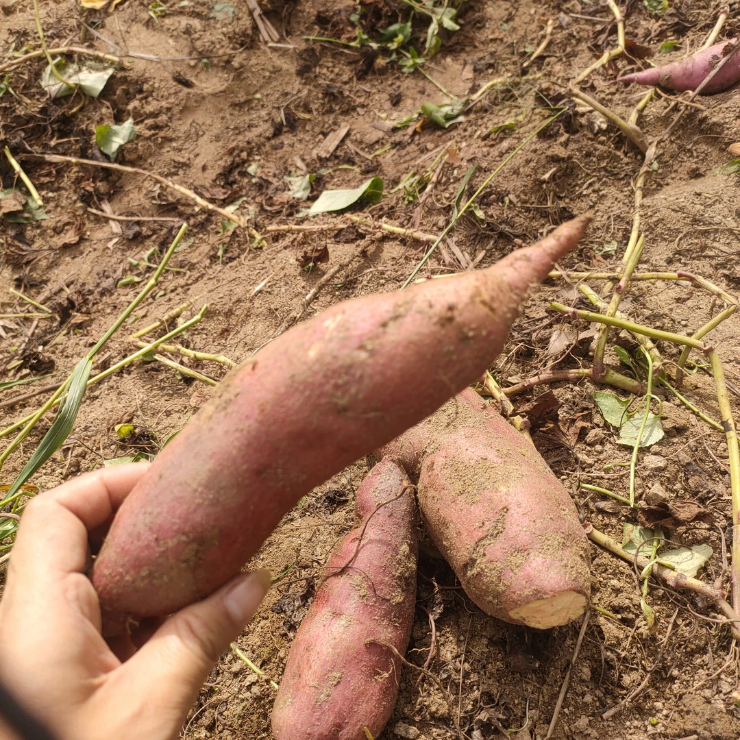 罗田本地红薯红心芋头白芋头混发新鲜现挖