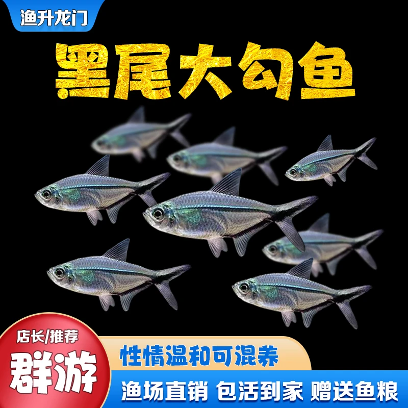 黑尾大勾鱼群游混养活体草缸淡水饲养小型热带冷水鱼批发鱼观赏鱼