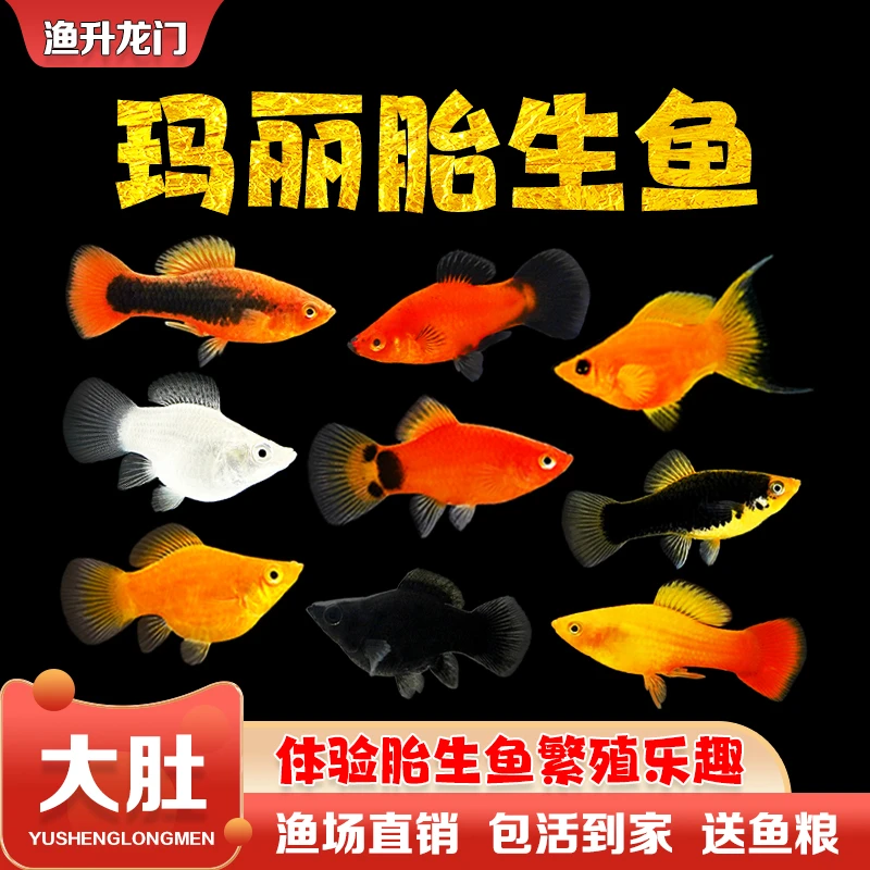 胎生鱼活体玛丽鱼淡水易繁殖临产鱼孕母孔雀玛丽球小型鱼养宠装备