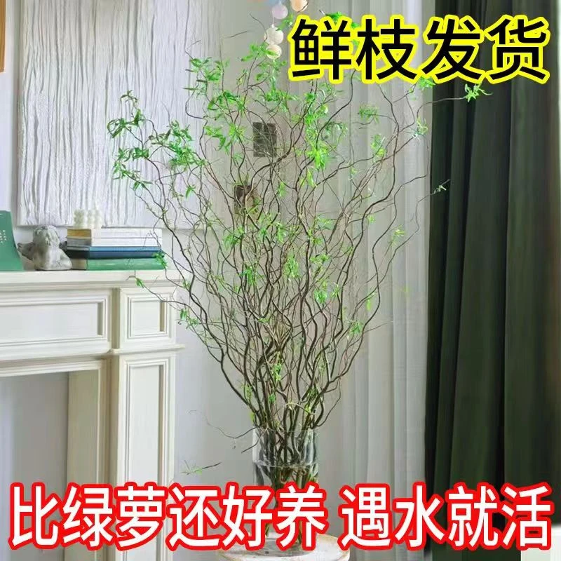 1.5-1.6米国风水培龙柳鲜枝客厅室内插花四季居室好养绿植水培