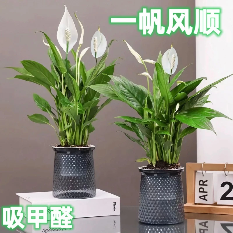 鸿运当头小红星盆栽花卉室内办公室懒人绿植物净化空气一帆风顺