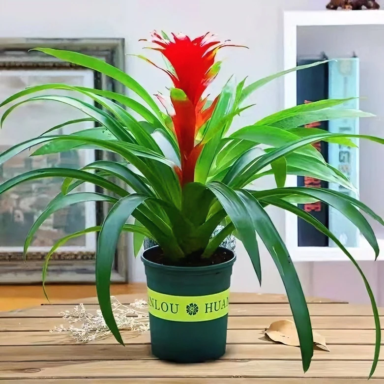 大盆鸿运当头盆栽植物花卉凤梨小红星大型绿植室内绿植盆栽室内