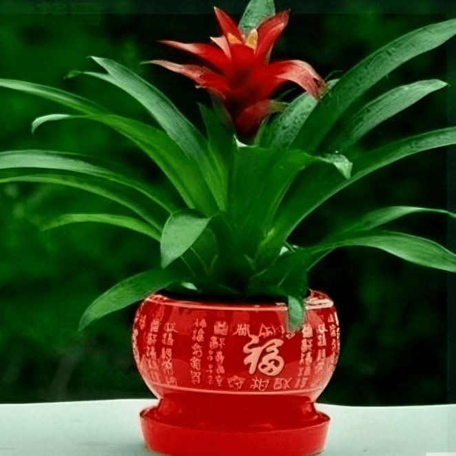 鸿运当头客厅季节花卉绿植盆栽鸿运当头发财树客厅装饰植物花卉