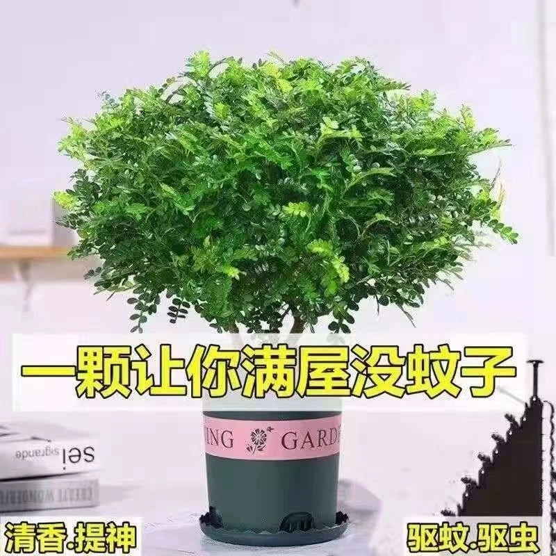 防驱蚊草正宗清香木种植胡椒老桩室内绿植好养植物阳台花卉盆景苗