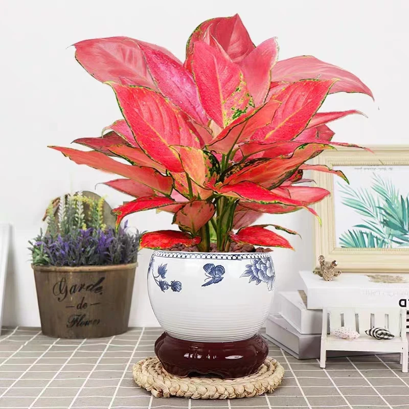 如意皇后吉利红盆栽办公室内吸甲醛小家居懒人水培绿植盆栽室内
