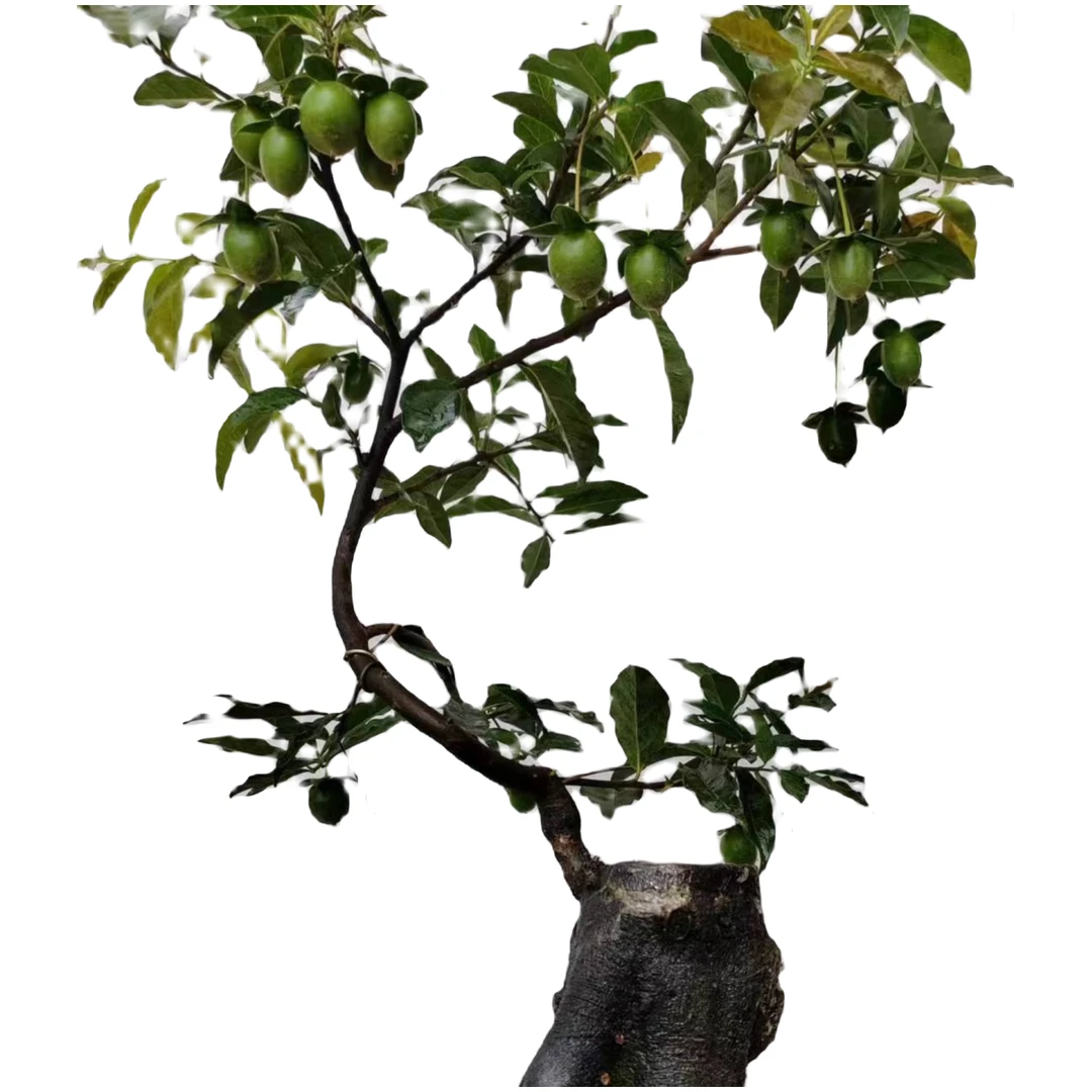 金弹子，赏果，赏根，植物白色春季坨坨弯弯角角疏松独特品牌