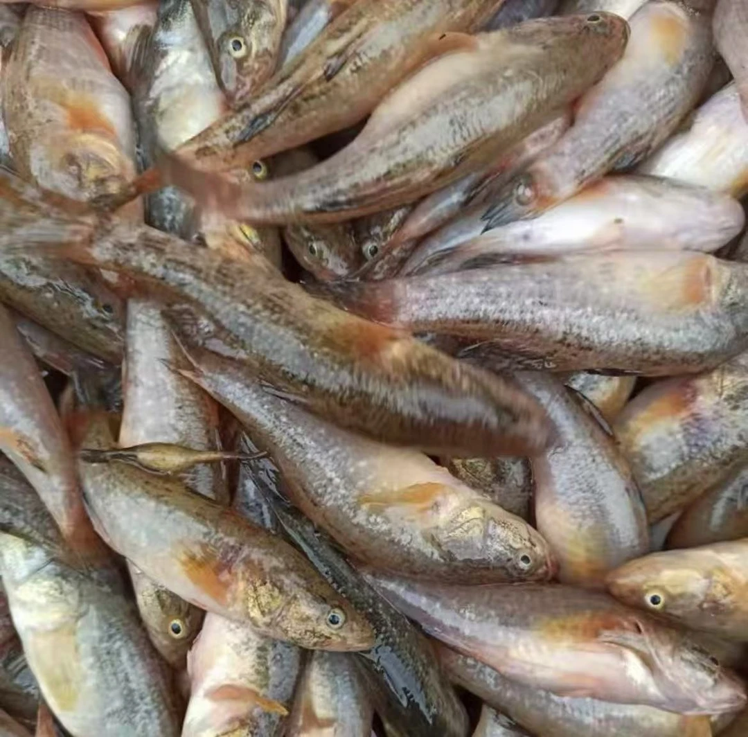 东北野生老头鱼（小） 2斤 鲜活冷冻   坏了包赔