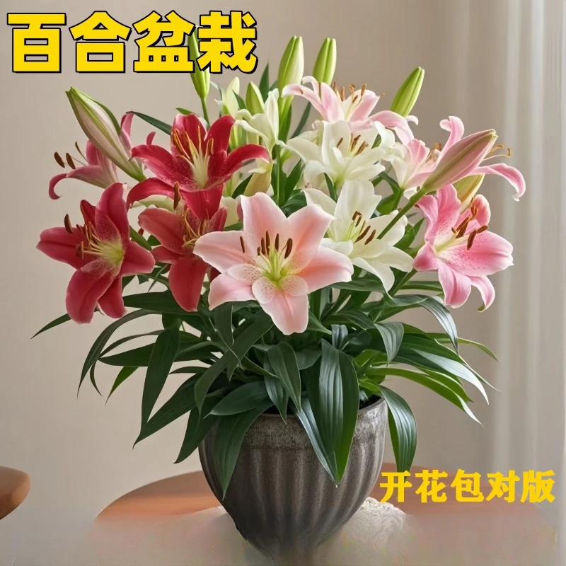 百合花种球进口香水百合四季开花好养花卉植物室内鲜花盆栽花种子