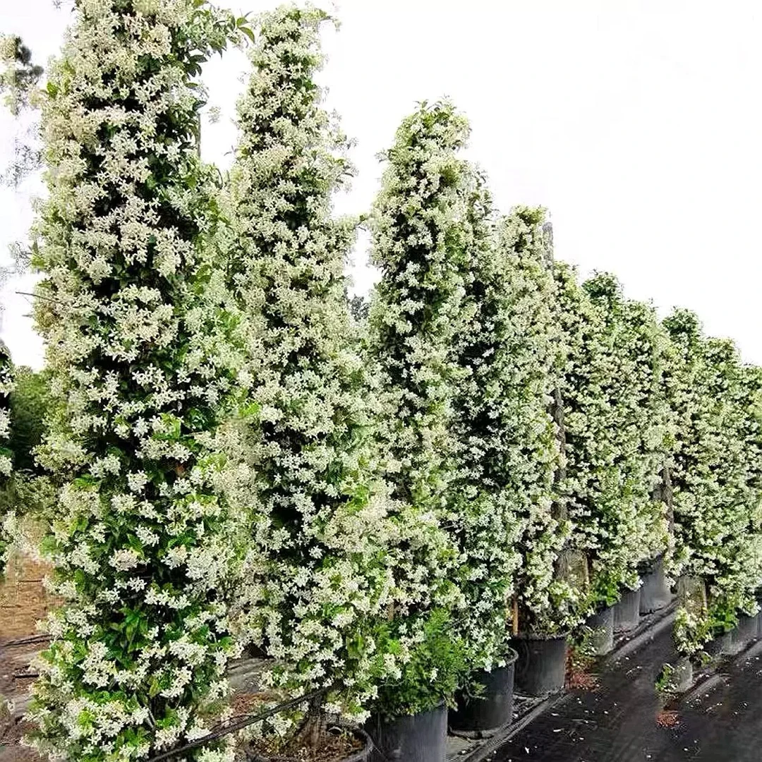 风车茉莉大苗耐阴耐寒清香阳台庭院爬藤植物四季常绿盆栽花卉花墙