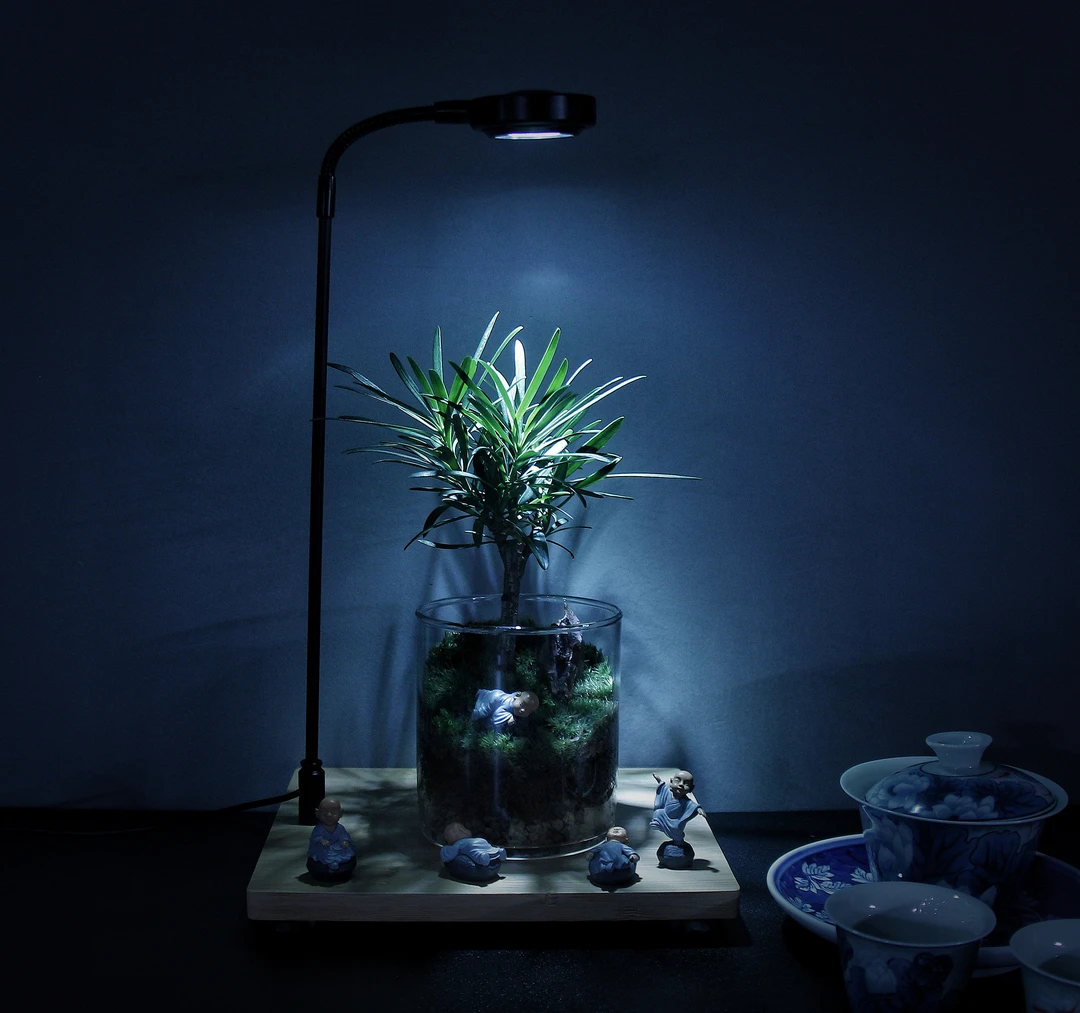 山水涧【罗汉小树】创意桌面绿植盆景