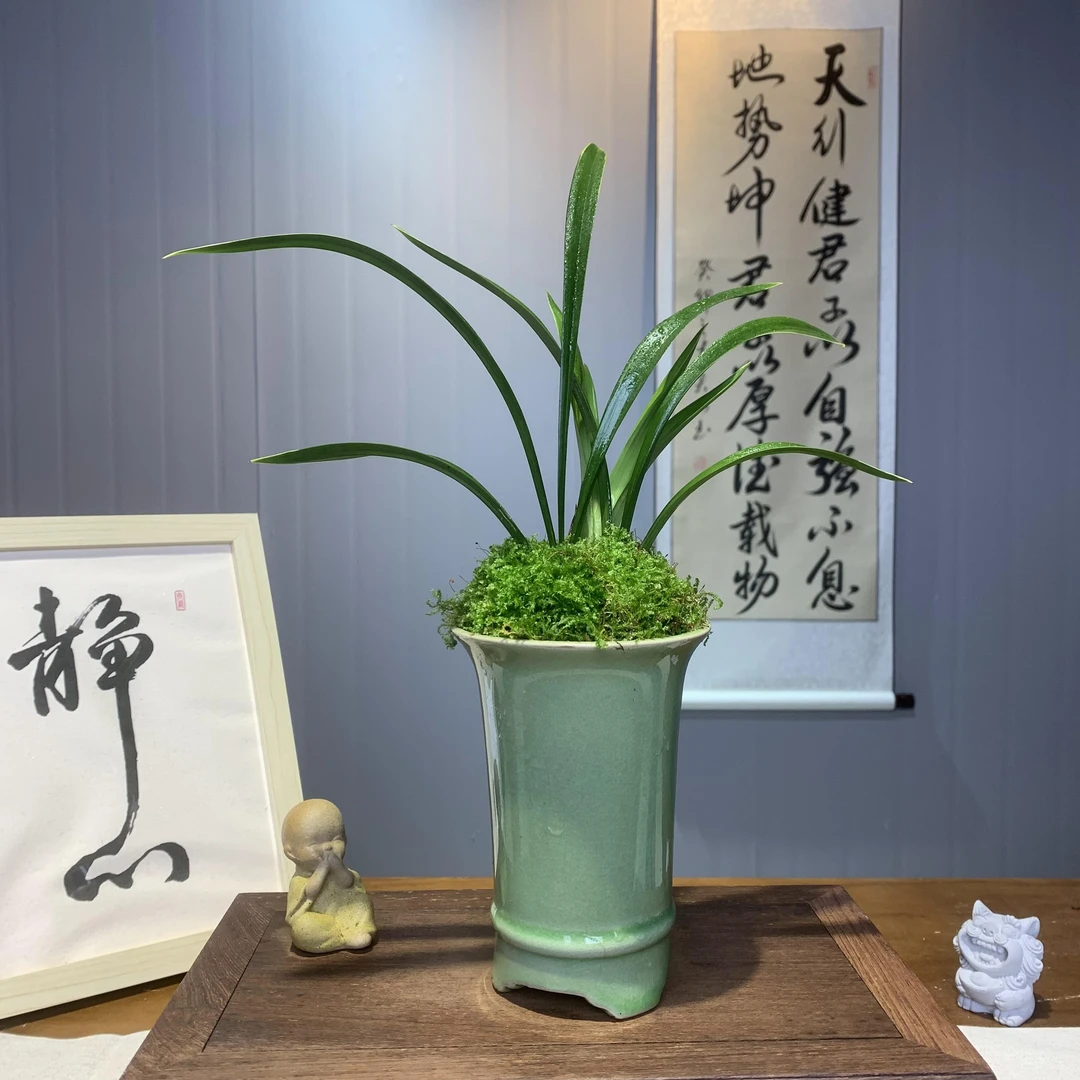 禅月达摩金边兰陶瓷盆冰裂桌面绿植盆栽