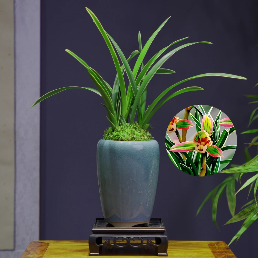 兰花建兰[帝王妃]兰花浓香型花卉办公室内易养活美观