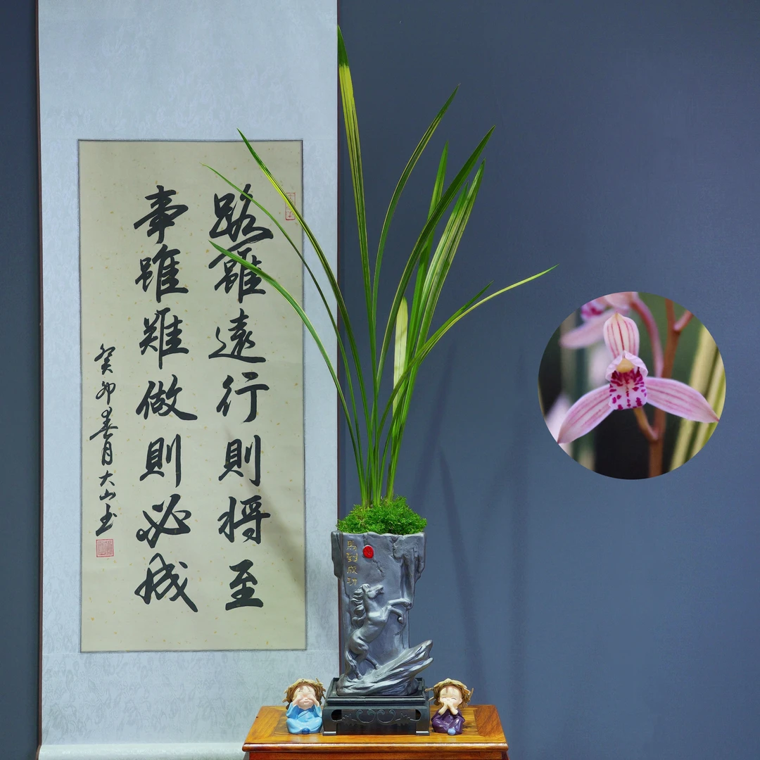 兰花[八宝奇珍]带马到成功陶瓷盆种好适合新手好养易活