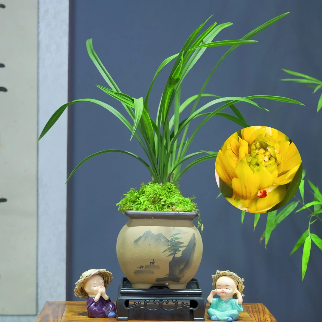 兰花[黄金牡丹]浓香型带陶瓷盆种好勤花勤芽好养易活