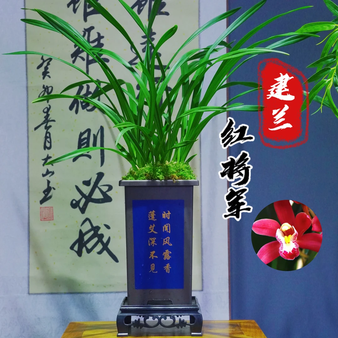 建兰名品[红将军]带树脂国风盆种好适合新手好养易活四季适宜