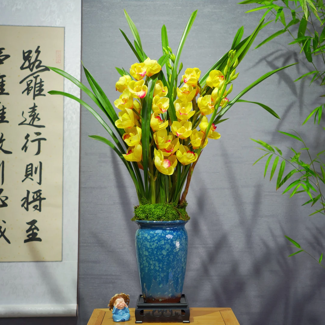 兰花[金玉满堂]勤花勤芽带盆种好 好养易活室内办公室客厅盆景
