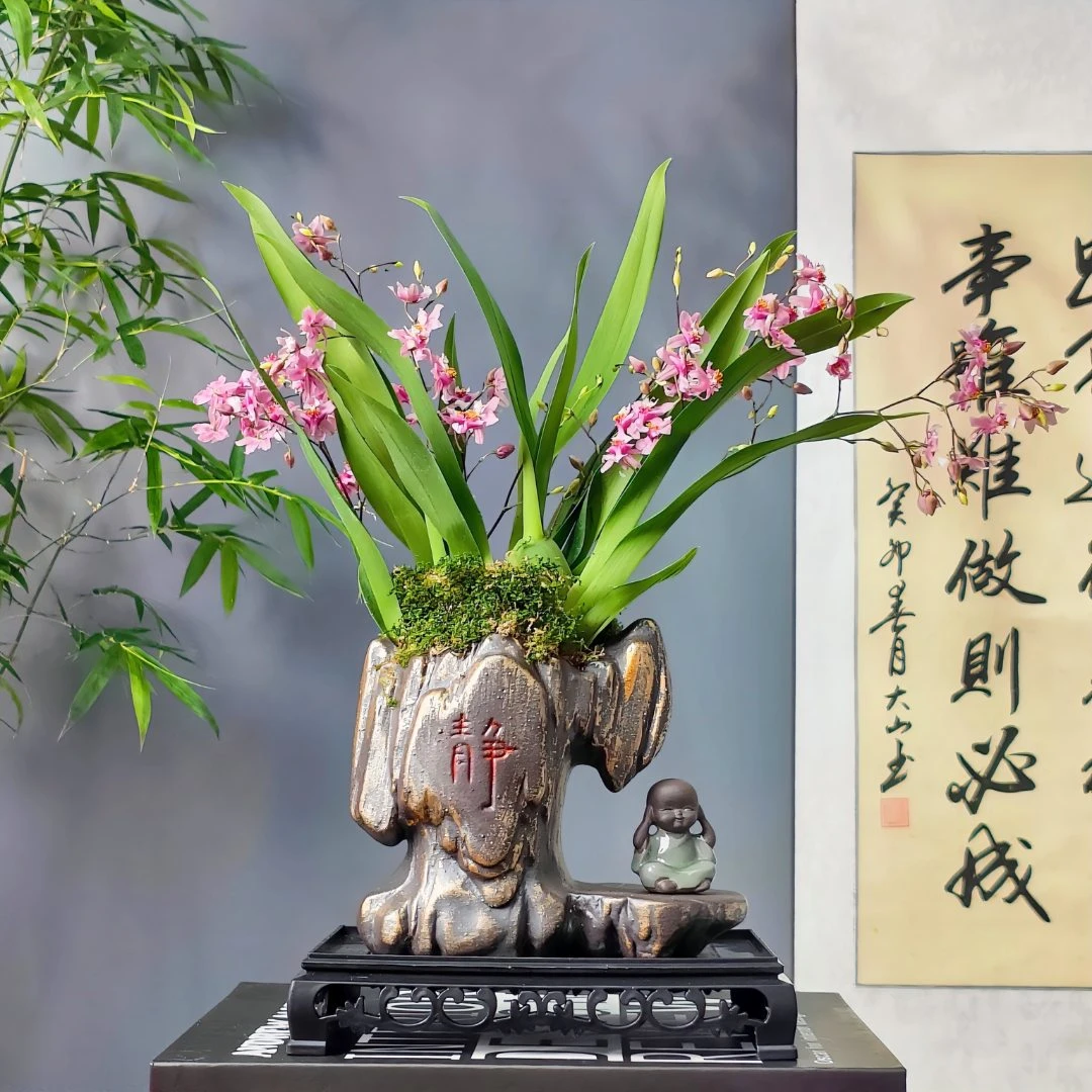 文心兰 跳舞兰舞女兰室内懒人花卉绿植物盆栽好养易活