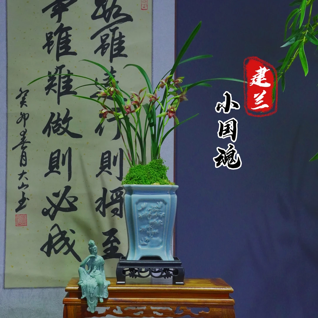 建兰精品[小国魂]带青色陶瓷盆种好适合新手好养易活四季适宜