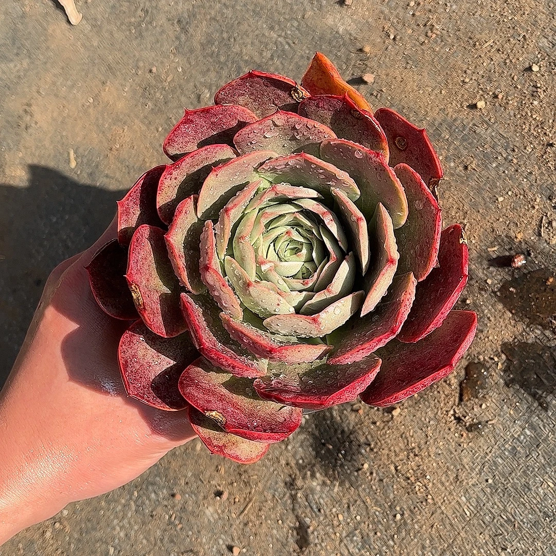 血色浪漫 阿大阿三多肉 直播间标准发货多肉植物产地产品