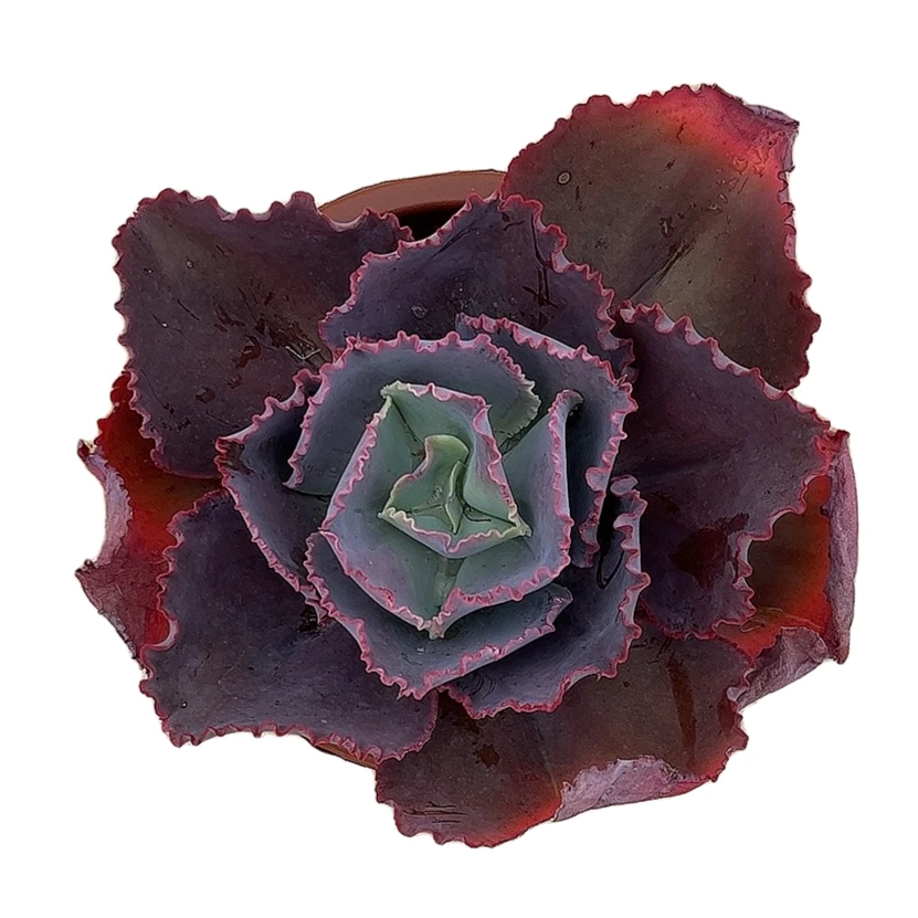 蓝色妖姬包菜系 阿大阿三多肉 直播间标准发货多肉植物产地产品