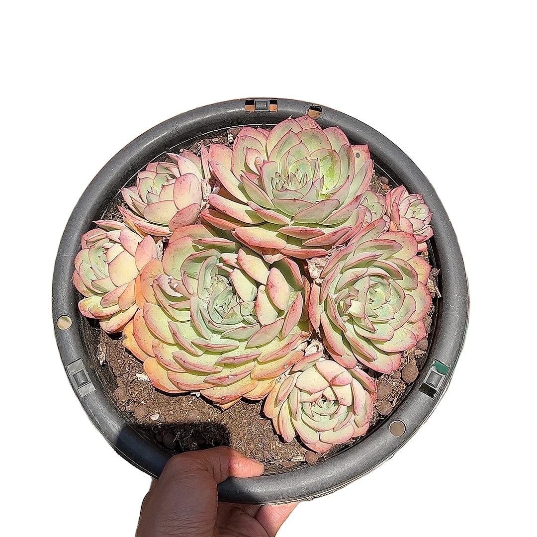牡丹亭多肉  阿大阿三直播间标发货多肉植物产地产品