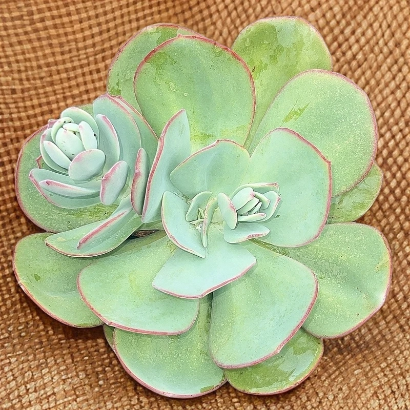 布鲁克林的蓝 阿大直播间展示云南发货产品多肉植物产地