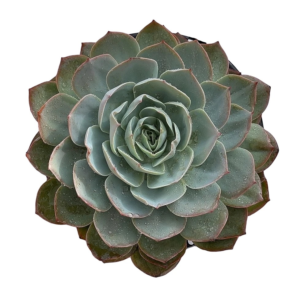 凤仙多肉  满18.88包邮 阿大阿三 直播间标准发货产地产品