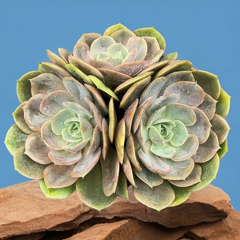 蓝色苍鹭 阿大阿三多肉 直播间展示云南发货多肉植物产地产品