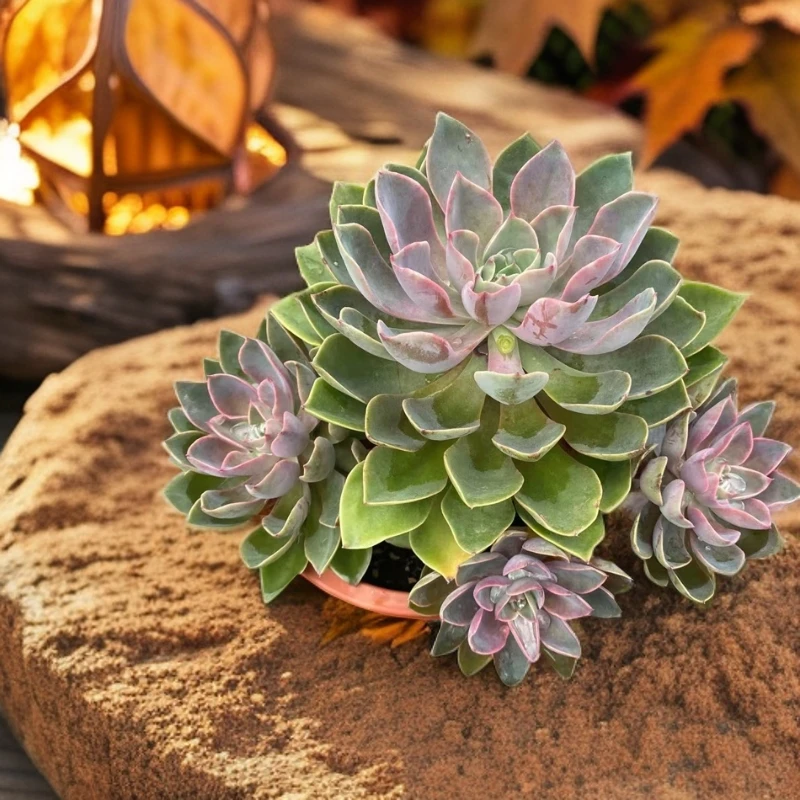 琼斯多肉 阿大多肉植物盆栽产地产品满18.88包邮直播间标准发货