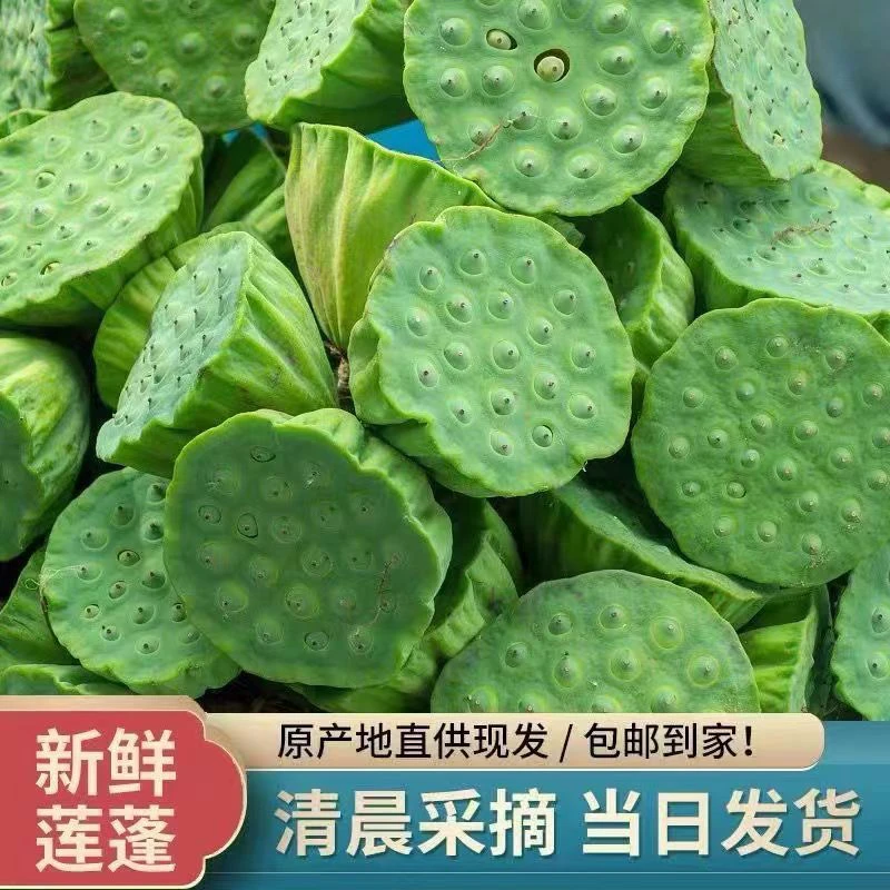 25年新鲜莲蓬新鲜现摘脆甜生吃莲子即食当季孕妇水果莲米蔬菜嫩