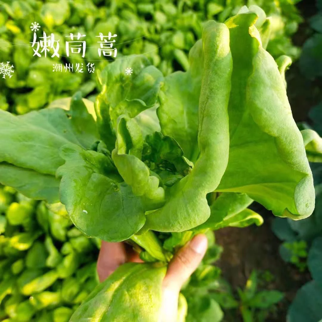 潮汕自家种植新鲜茼蒿大叶同蒿蒿子皇帝菜现摘现发火锅涮菜无农药
