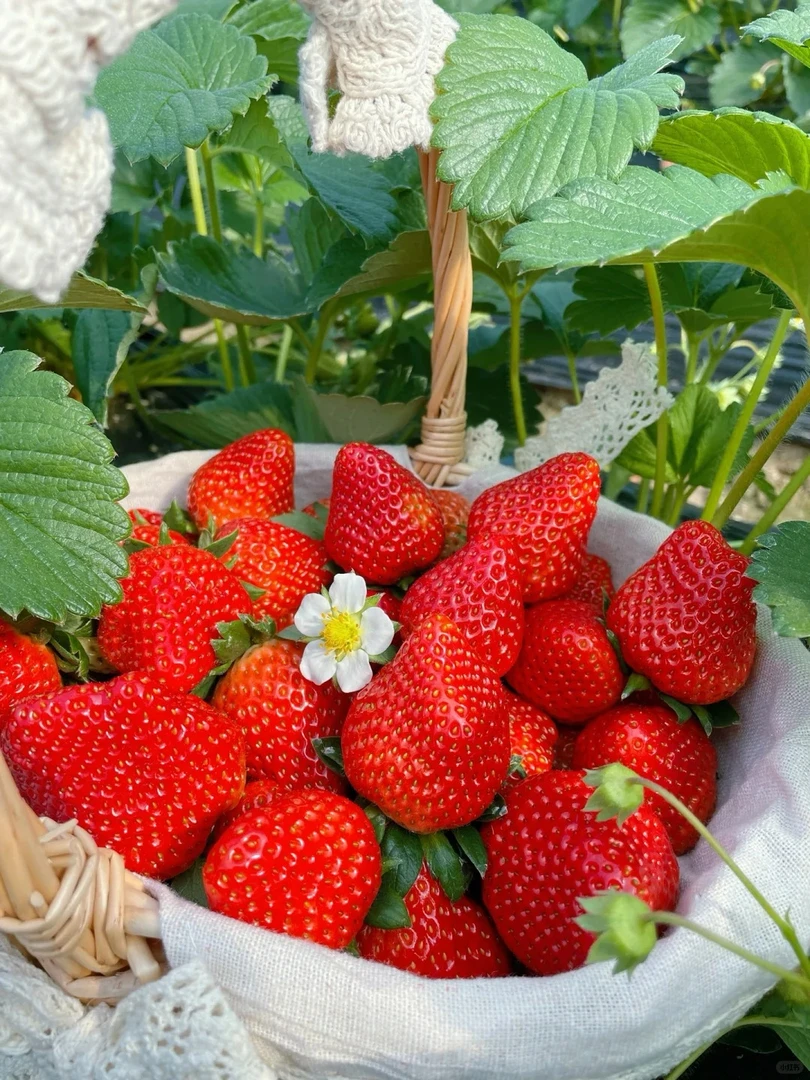 红颜草莓约500g/盒