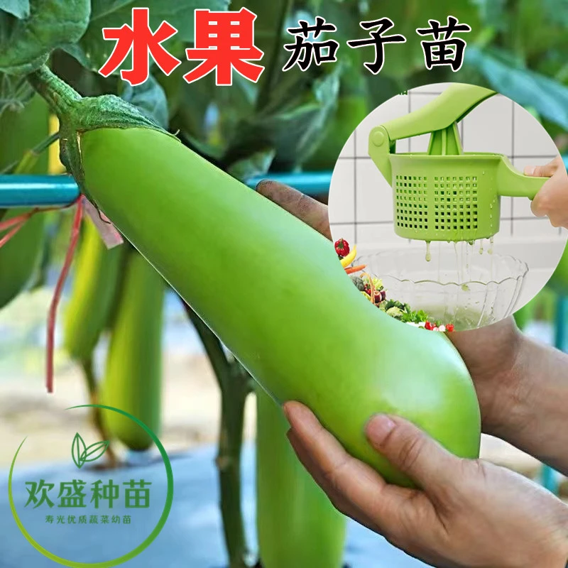 【包对版】水果茄子苗寿光基地直发汁水茄子苗青茄子苗