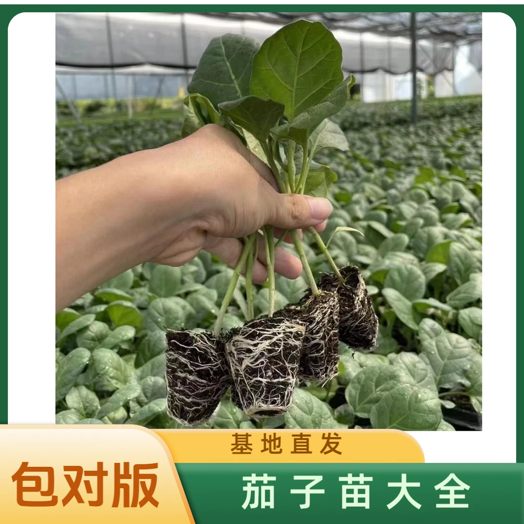 四季茄子秧苗菜种大全烧烤紫长茄子种菜春季绿色育苗室内阳台栽种