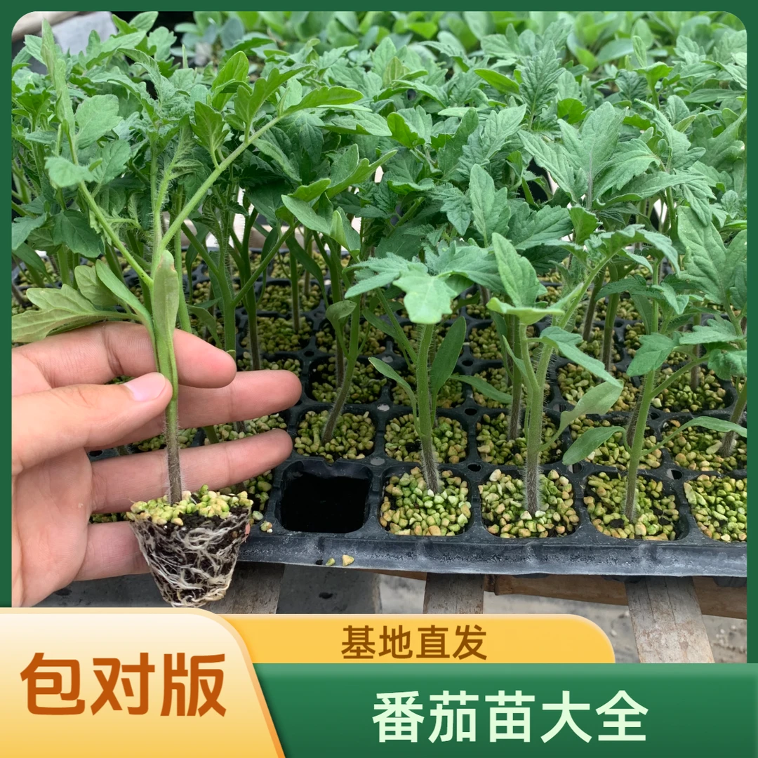 秋季蔬菜苗子圣女果小黑番茄黄色番茄口感瀑布西红柿绿色黑番茄苗