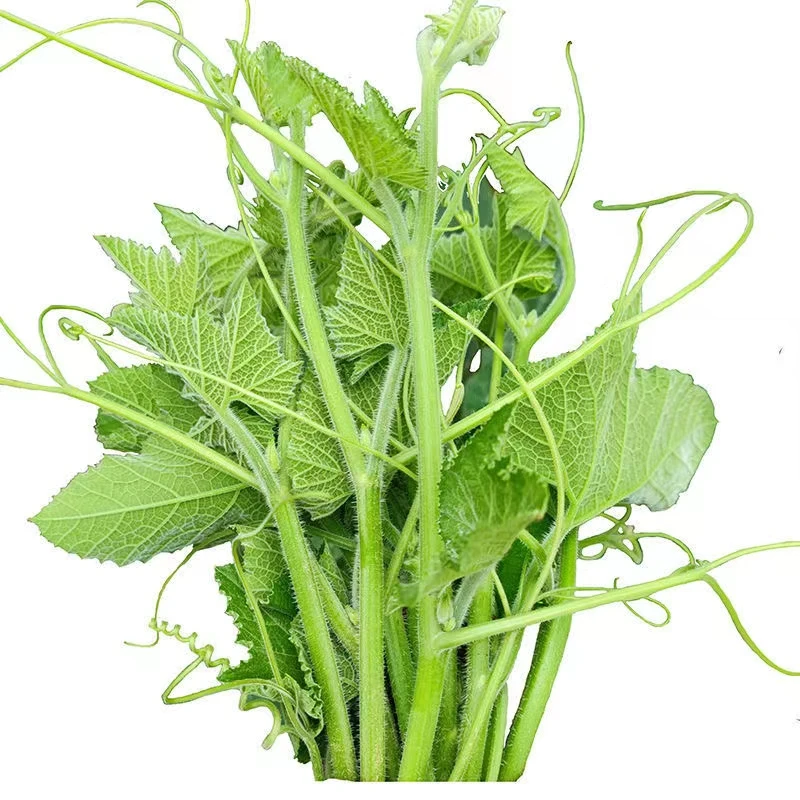 南瓜尖专门吃南瓜苗种子高产速生南瓜尖南瓜藤种籽南瓜茎嫩叶蔬菜
