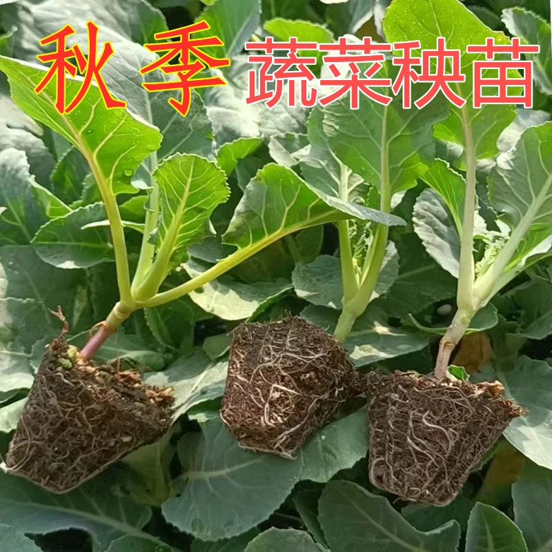 秋季蔬菜秧苗大全牛心甘蓝苗菜花苗西兰花苗生菜苗茴香苗有机菜苗